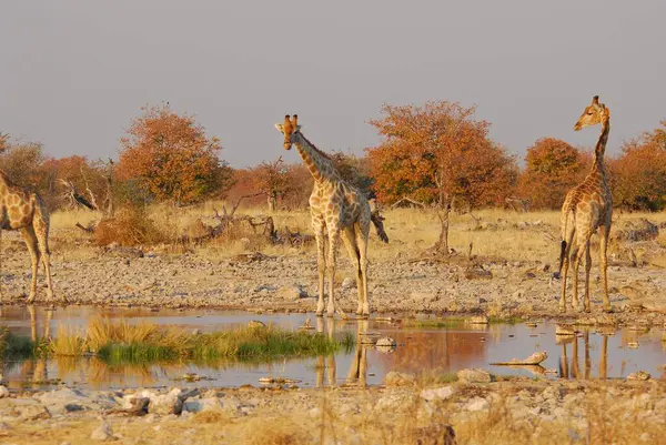 Vahşi savanadaki zürafa, Afrika Hayvanı 