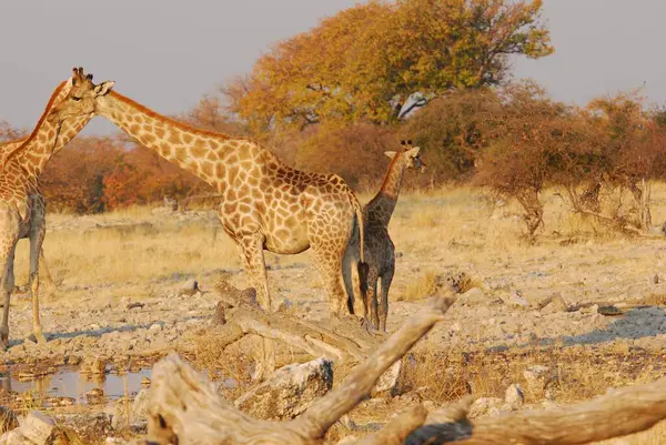 Vahşi savanadaki zürafa, Afrika Hayvanı 