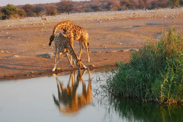 Vahşi savanadaki zürafa, Afrika Hayvanı 