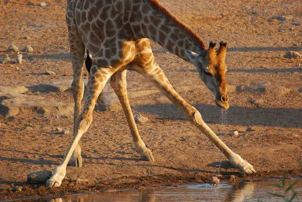 Vahşi savanadaki zürafa, Afrika Hayvanı 