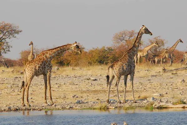 Vahşi savanadaki zürafa, Afrika Hayvanı 