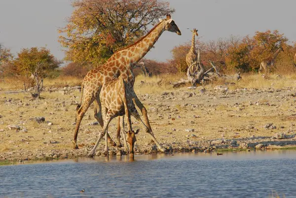 Vahşi savanadaki zürafa, Afrika Hayvanı 