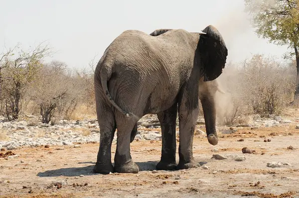 Afrika filleri, Loxodonta Africana, Etoşa Ulusal Parkı, Namibya, Afrika