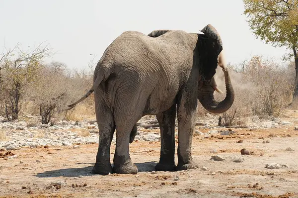 Kuru çimlerin üzerinde duran bir filin yakın plan çekimi.