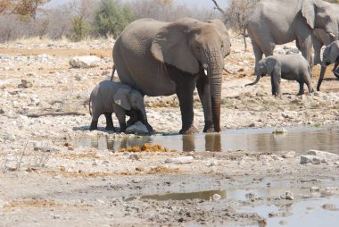 Afrika fili Namibya Afrika 'daki Etoşa Ulusal Parkı' nda su içiyor.