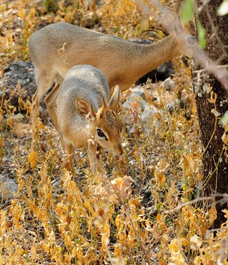 Ormandaki kızıl geyik.