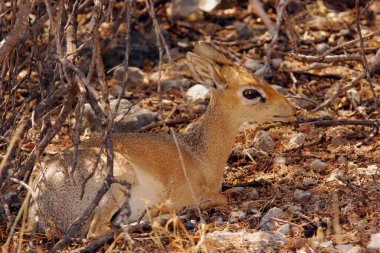 Ormandaki kırmızı geyik