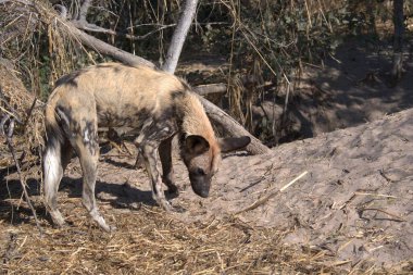 Köpek toprağın altında dinleniyor. Köpeğin uzaktan bakan bir köpeği ve köpeği var..