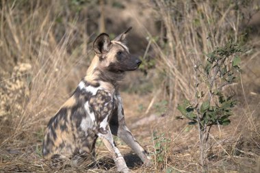 Kruger Ulusal Parkı, Güney Afrika 'da vahşi bir köpek.