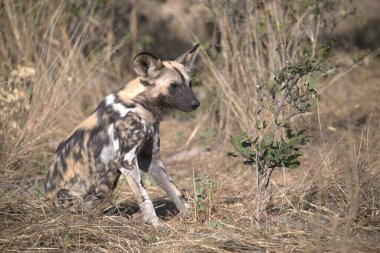 Otların arasında bir köpek