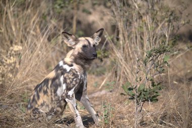 Sırtlan Kruger Ulusal Parkı, Güney Afrika