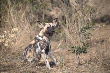 Kruger Ulusal Parkı 'nda Afrika Vahşi Köpeği