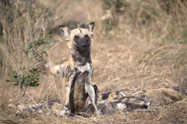 Güney Afrika 'daki Kruger Ulusal Parkı' ndaki vahşi sırtlan.