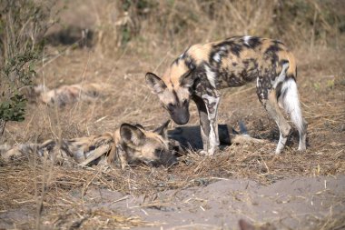 Vahşi köpek, Afrika çoban köpeği (panthera pardus) Güney Afrika 'daki Kruger Ulusal Parkı' nda çamurda oynuyor.