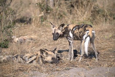 wild dogs in the kruger national park, south africa