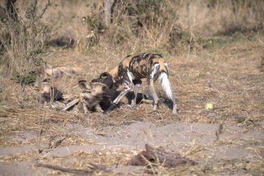 Kruger Ulusal Parkı, Güney Afrika 'daki vahşi sırtlan.
