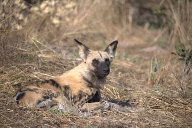 Kruger 'daki vahşi sırtlan.