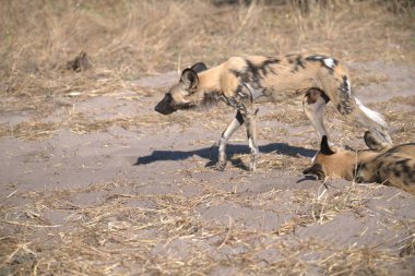 Afrika 'nın güneyindeki vahşi sırtlan.