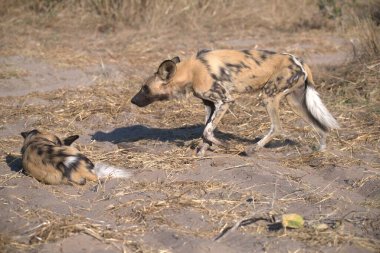 Afrika savanındaki vahşi köpek, Güney Afrika