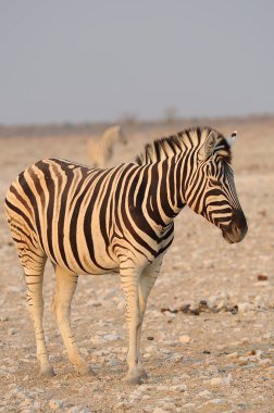 Çayırdaki zebra