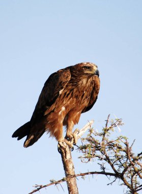 Kartal (aquila chrysaetos) Altai dağlarının ormanında sabah ışığında