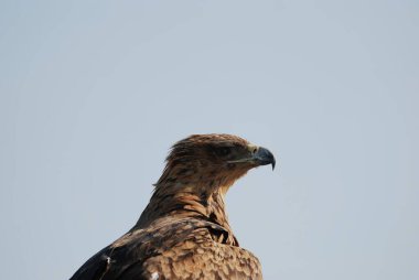 Güzel bir kuşun yakın çekimi.