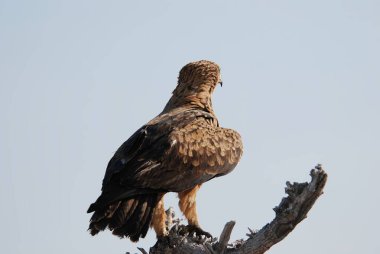 yakın - güzel kartal kuşun portresi ağaç zemininde