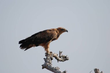 kırmızı - kuyruklu kartal (aquila alteo etus )