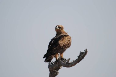Bir ağaca tünemiş siyah kartalın yakın plan çekimi.
