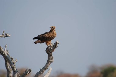 Doğadaki güzel kuşun manzarası