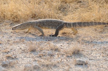 Kertenkele (varanus hurdacısı) vahşi doğada