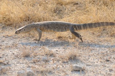 Güzel bir Afrikalı Amerikan ejderhasının yakın plan fotoğrafı.