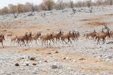 Ormandaki vahşi geyik sürüsü.