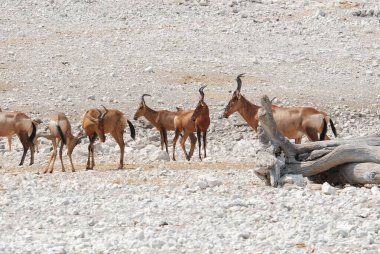 Çölde Afrika antilobu