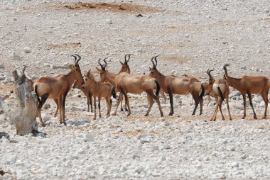 İsrail bozkırında bir geyik sürüsü.