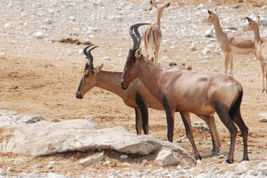 Bir grup zebra bozkırda