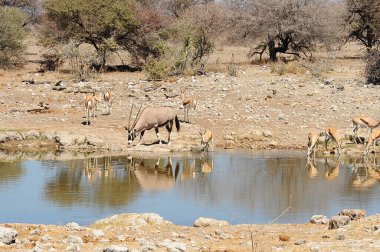 Sudaki su birikintisinde bir grup fil.