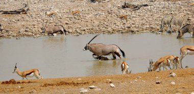 Afrika savanasının sularında bir grup zebra.