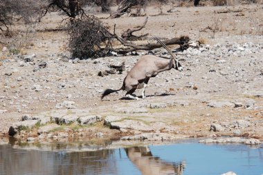 Afrika fili Loxodonta Africana küçük bir Afrika su birikintisidir..