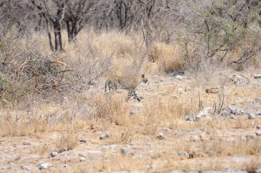 leopard in the savannah in kenya