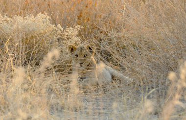 Siberian dış yapraklar sonbaharda