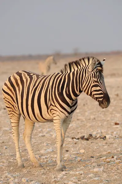 Çayırdaki zebra