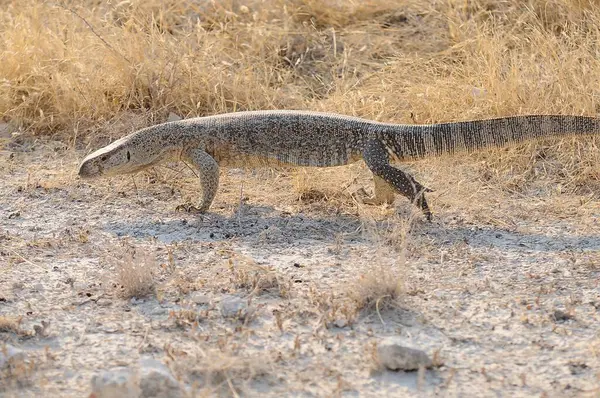 Güzel bir Afrikalı Amerikan ejderhasının yakın plan fotoğrafı.