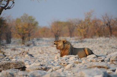 Kenya bozkırında güzel bir aslan