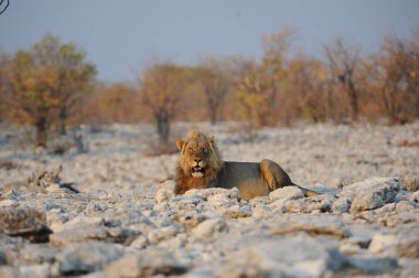 Zimbabwe savanındaki aslan.