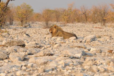 Afrika aslanı Kruger National park, Güney Afrika