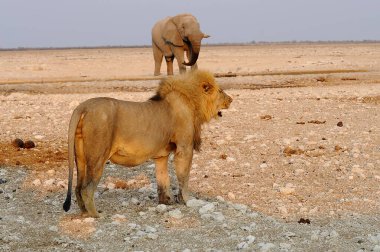 Savanadaki genç Afrikalı aslanlar