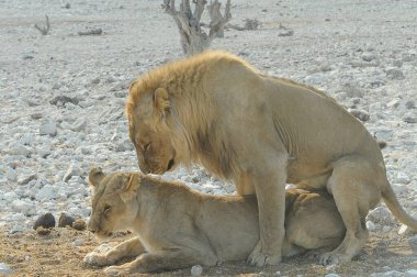 Vahşi doğada aslan yavrusu