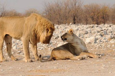 Afrika aslanı (panthera leo), etosha milli parkı, namibya, Afrika
