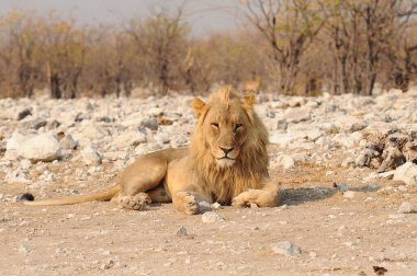 Vahşi Afrika aslanı.